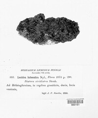 Lecanora viridiatra image